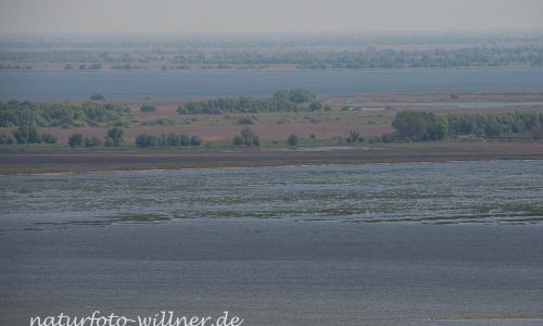 Mahmoudia Berg Donaudelta Naturfoto Willner DSC_0037