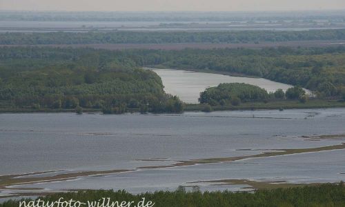 Mahmoudia Berg Donaudelta Naturfoto Willner DSC_0039