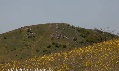 Mahmoudia Berg Donaudelta Naturfoto Willner IMG_8352
