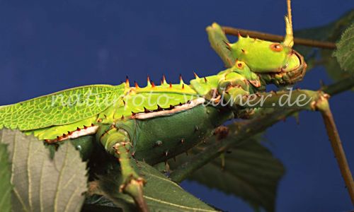 Malaiische Riesengespenstschrecke Heteropterix dilatata Foto W. Willner 605