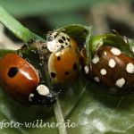 Marienkäfer 2 Foto W. Willner