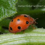 Marienkäfer (Henosepilachna argus) Foto W. Willner-2