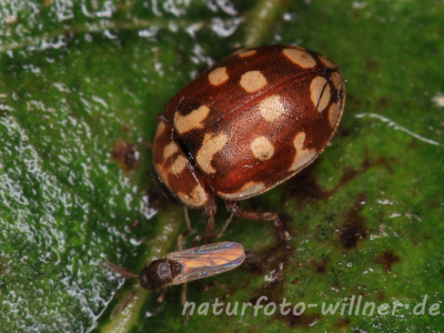 Marienkäfer (Myrrha octodecimguttata) Foto W. Willner