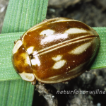 Marienkäfer (Myzia oblongoguttata) Foto W. Willner-4