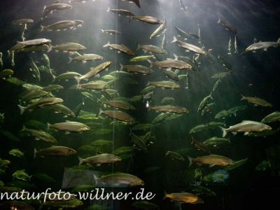 Maränenschwarm Coregonus sp. Foto Wolfgang Willner Naturfoto-3