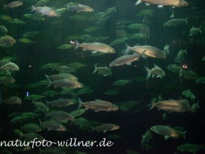 Maränenschwarm Coregonus sp. Foto Wolfgang Willner Naturfoto