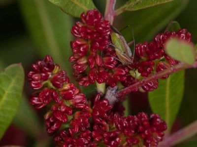 Mastix-Pistazienbaum (Pistacia lentiscus) Foto W. Willner 1