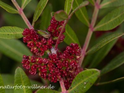 Mastix-Pistazienbaum (Pistacia lentiscus) Foto W. Willner_6554