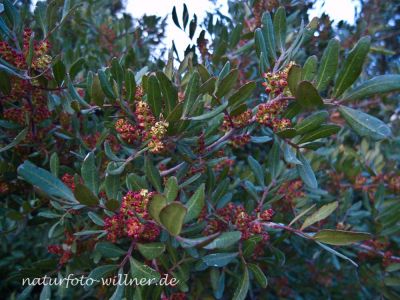 Mastix-Pistazienbaum (Pistacia lentiscus) Foto W. Willner_6555