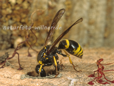 Mauer-Lehmwespe 6 (Odynerus murarius) Foto W. Willner