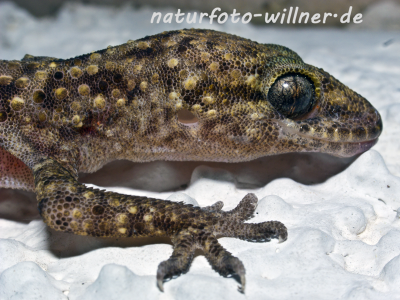 Mauergecko Kroatien Foto W. Willner-10
