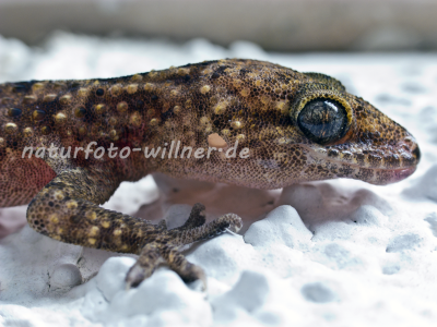 Mauergecko Kroatien Foto W. Willner-25