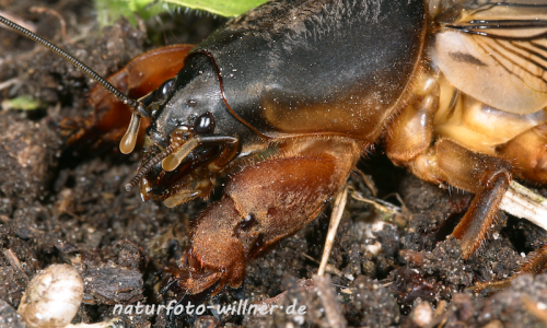 MaulwurfsgrilleNaturfoto Willner Maulwurfsgrille
