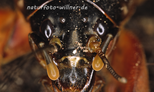 Maulwurfsgrille 2 Foto W. Willner