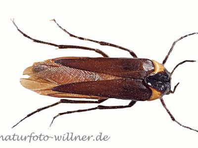 Metoecus paradoxus Foto W.Willner 1