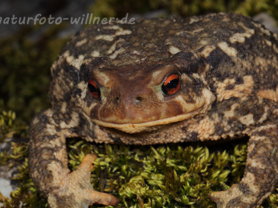 Mittelmeer-Erdkröte (Bufo spinosus) 10 Foto W. Willner