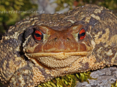 Mittelmeer-Erdkröte (Bufo spinosus) 4 Foto W. Willner