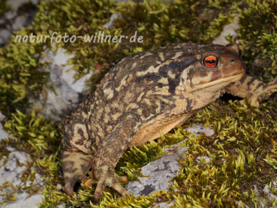 Mittelmeer-Erdkröte (Bufo spinosus) 5 Foto W. Willner