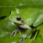 Mittelmeerlaubfrosch Foto W.22