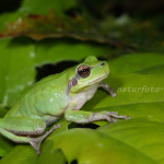 Mittelmeerlaubfrosch Foto W.24