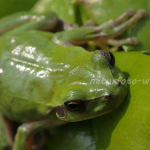 Mittelmeerlaubfrosch Foto W.4