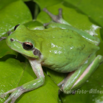 Mittelmeerlaubfrosch (Hyla meridionalis) 3 Foto W. Willner