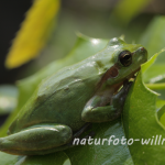 Mittelmeerlaubfrosch (Hyla meridionalis) Foto W. Willner.3