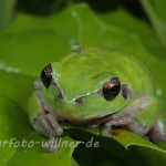 Mittelmeerlaubfrosch (Hyla meridionalis) Foto W. Willner.7
