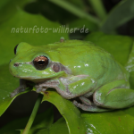 Mittelmeerlaubfrosch (Hyla meridionalis) Foto W. Willner.9