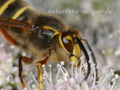 Mittlere Wespe 15 (Dolichovespulka media) Foto W. Willner