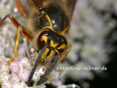 Mittlere Wespe 16 (Dolichovespulka media) Foto W. Willner