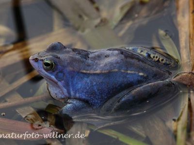 Moorfrosch 59 Foto W. Willner