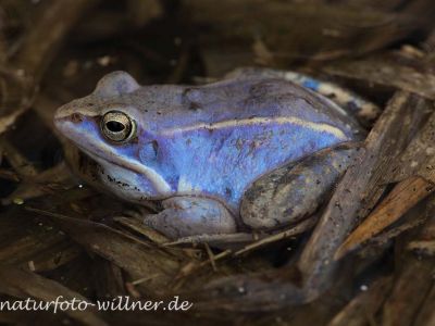Moorfrosch Foto W. Willner101