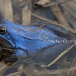 Moorfrosch Foto W. Willner106