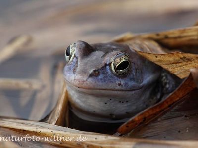 Moorfrosch Foto W. Willner109