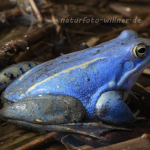 Moorfrosch Foto W. Willner126