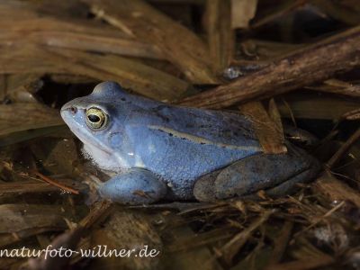Moorfrosch Foto W. Willner127