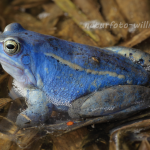 Moorfrosch Foto W. Willner129