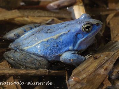Moorfrosch Foto W. Willner131
