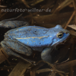 Moorfrosch Foto W. Willner133