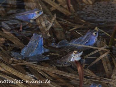Moorfrosch Foto W. Willner173