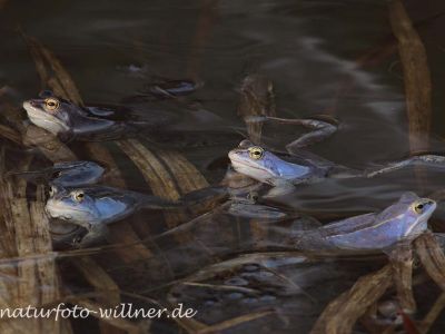 Moorfrosch Foto W. Willner175