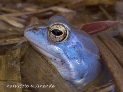Moorfrosch (Rana arvalis) 5.04.2009 Oettinger Forst