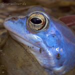 Moorfrösche Foto W. Willner55