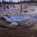 Moorfrösche Foto W. Willner56