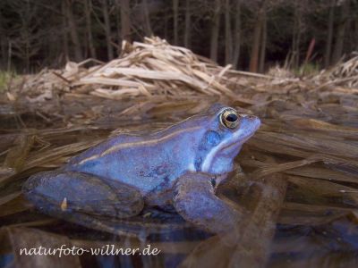 Moorfrosch (Rana arvalis) 5.04.2009 Oettinger Forst