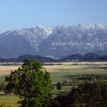 Naturfoto Willner Naturfoto Willner