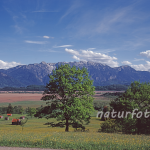 Naturfoto Willner Naturfoto Willner