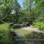 Naturfoto Willner Naturfoto Willner