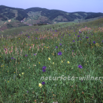 Naturfoto Willner Naturfoto Willner